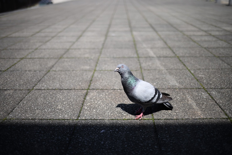 Canon（キヤノン） EF 35mm F2 IS USM 作例4