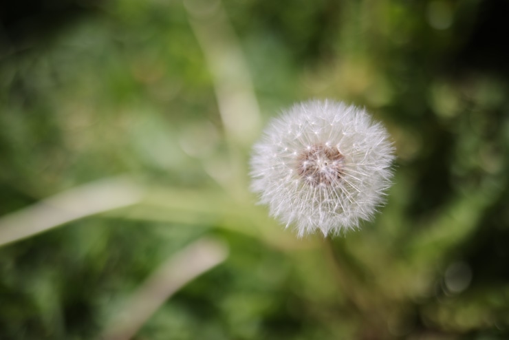 Canon（キヤノン） EF 35mm F2 IS USM 作例7