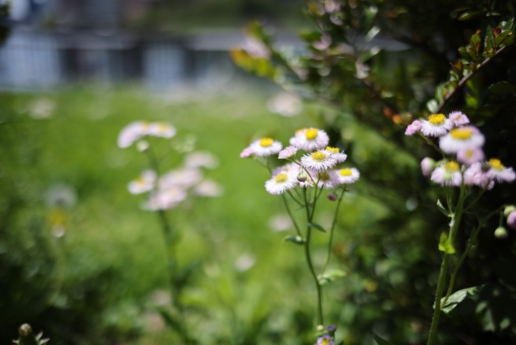 Canon（キヤノン） EF 35mm F2 IS USM 作例8