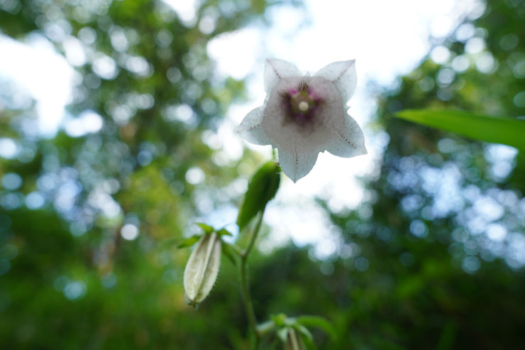 SONY（ソニー） FE 24-70mm F2.8 GM II 作例6