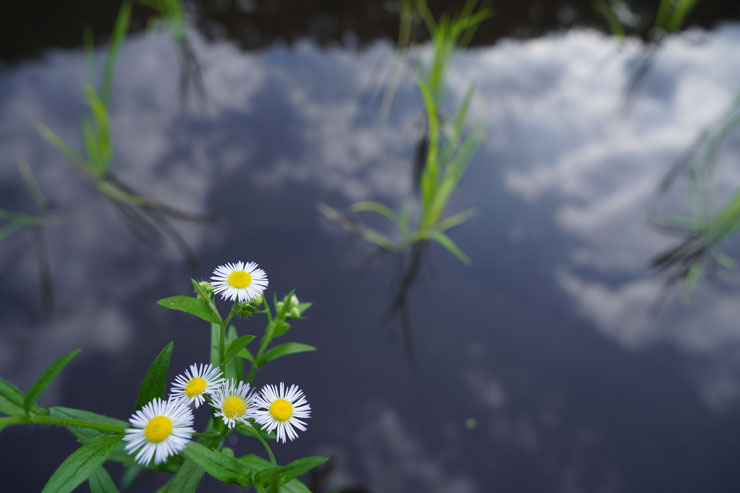 SONY（ソニー） FE 24-70mm F2.8 GM II 作例5