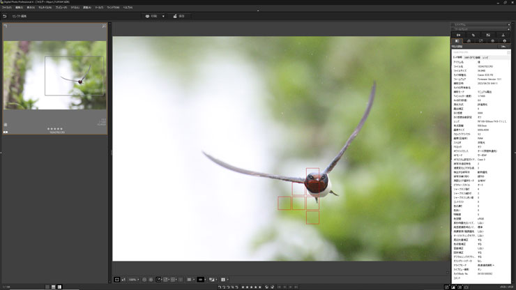 Canon（キヤノン）EOS R3 動物優先AF（鳥）作例1（キャプチャー）