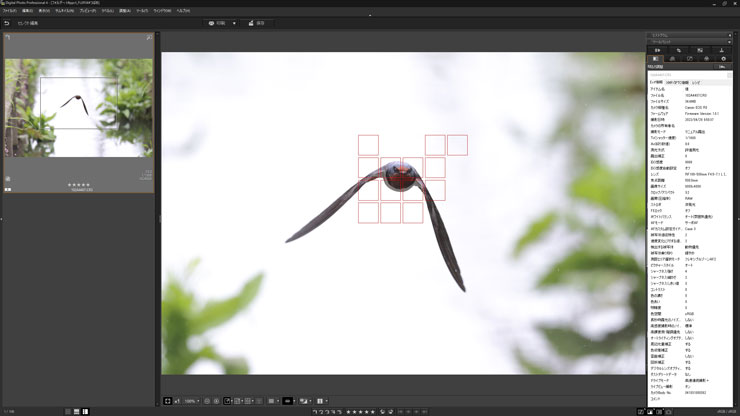 Canon（キヤノン）EOS R3 動物優先AF（鳥）作例2（キャプチャー）