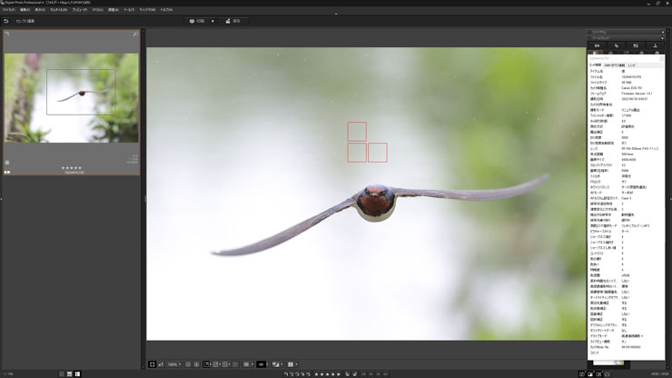 Canon（キヤノン）EOS R3 動物優先AF（鳥）作例3（キャプチャー）