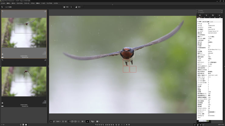 Canon（キヤノン）EOS R3 動物優先AF（鳥）作例4（キャプチャー）