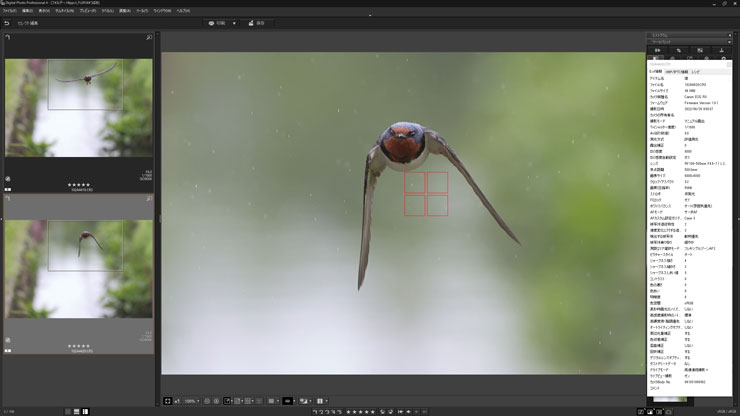 Canon（キヤノン）EOS R3 動物優先AF（鳥）作例5（キャプチャー）