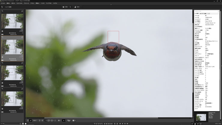 Canon（キヤノン）EOS R3 動物優先AF（鳥）作例7（キャプチャー）