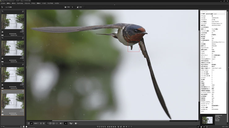 Canon（キヤノン）EOS R3 動物優先AF（鳥）作例9（キャプチャー）