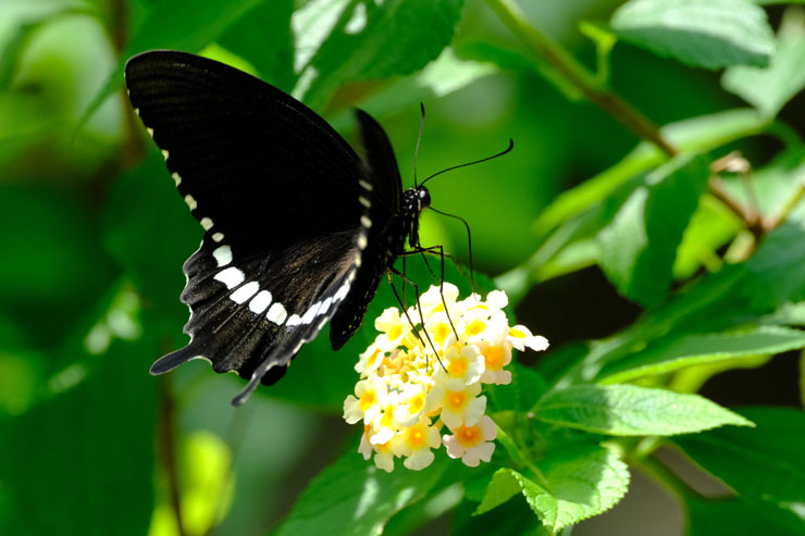 FUJIFILM（富士フイルム） X-H2S 作例6