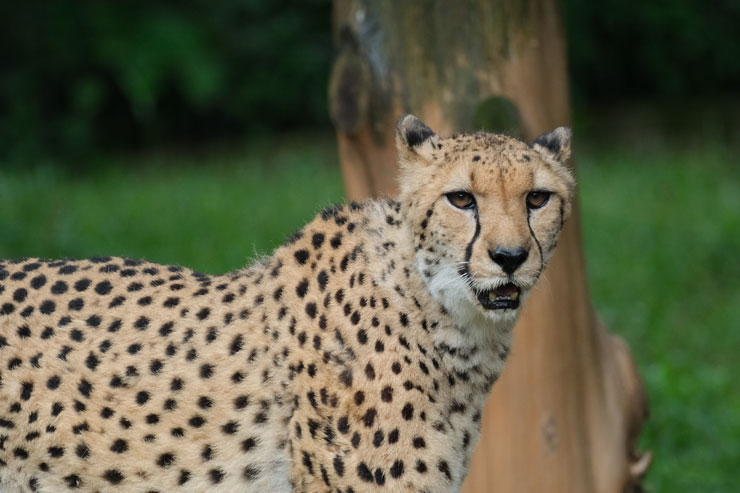 FUJIFILM（富士フイルム） X-H2S 作例7