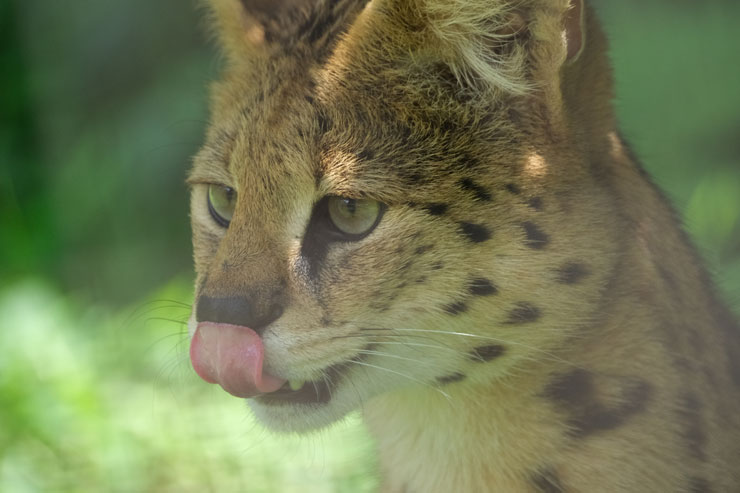 FUJIFILM（富士フイルム） X-H2S 作例3