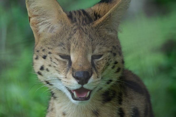 FUJIFILM（富士フイルム） X-H2S 作例5