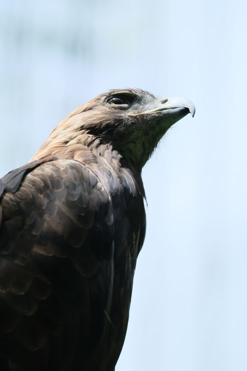 FUJIFILM（富士フイルム）XF150-600mmF5.6-8 R LM OIS WR 作例
