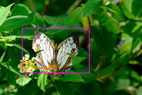 FUJIFILM（富士フイルム）XF150-600mmF5.6-8 R LM OIS WR 解像感作例拡大枠
