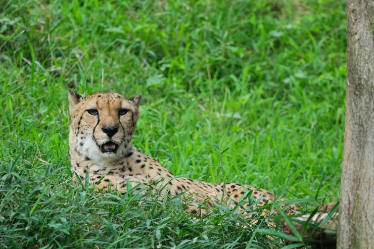 FUJIFILM（富士フイルム）XF150-600mmF5.6-8 R LM OIS WR 作例