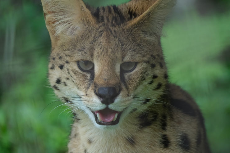 FUJIFILM（富士フイルム）XF150-600mmF5.6-8 R LM OIS WR 作例