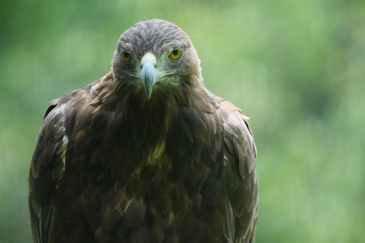 FUJIFILM（富士フイルム）XF150-600mmF5.6-8 R LM OIS WR 作例