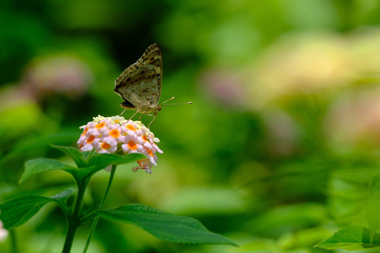 FUJIFILM（富士フイルム）XF150-600mmF5.6-8 R LM OIS WR 作例