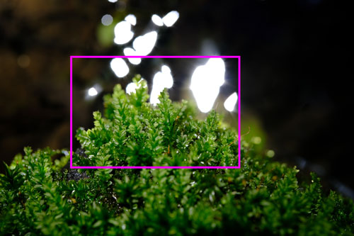 Voigtlander（フォクトレンダー）MACRO APO-ULTRON 35mm F2 X-mount マクロ時解像感作例