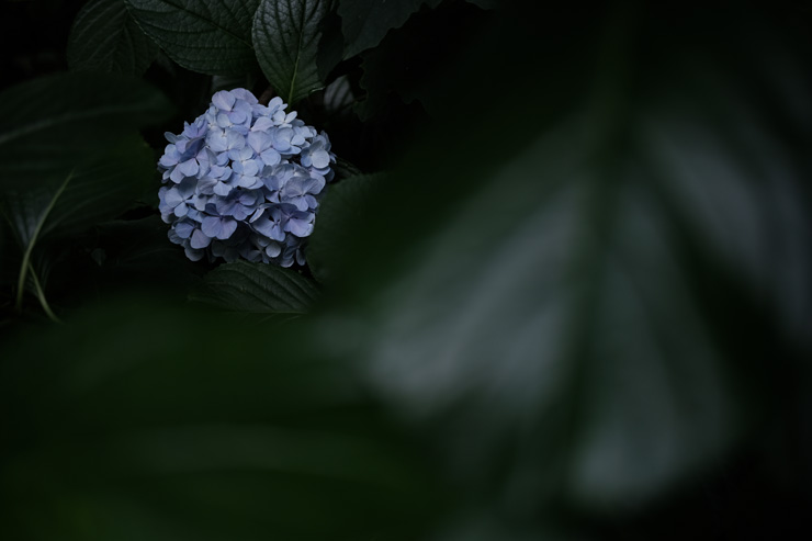 Voigtlander（フォクトレンダー）MACRO APO-ULTRON 35mm F2 X-mount 作例1