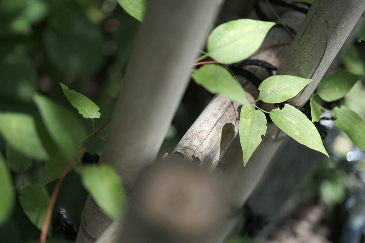 Voigtlander（フォクトレンダー）MACRO APO-ULTRON 35mm F2 X-mount 作例2