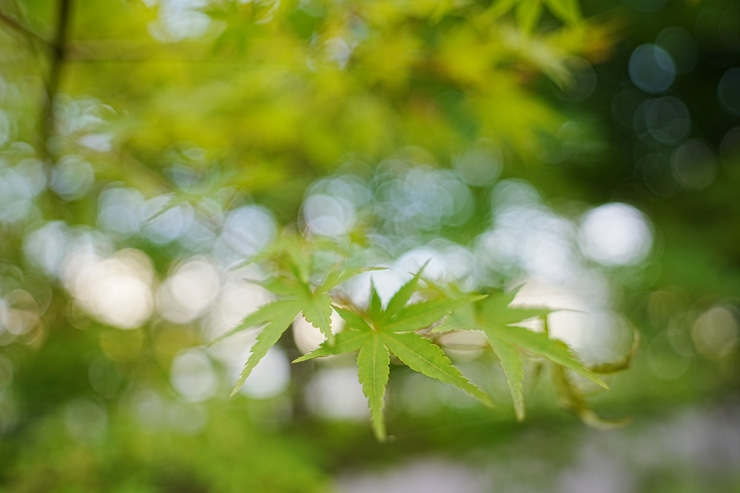 SIGMA（シグマ） 24mm F1.4 DG DN | Art 作例4