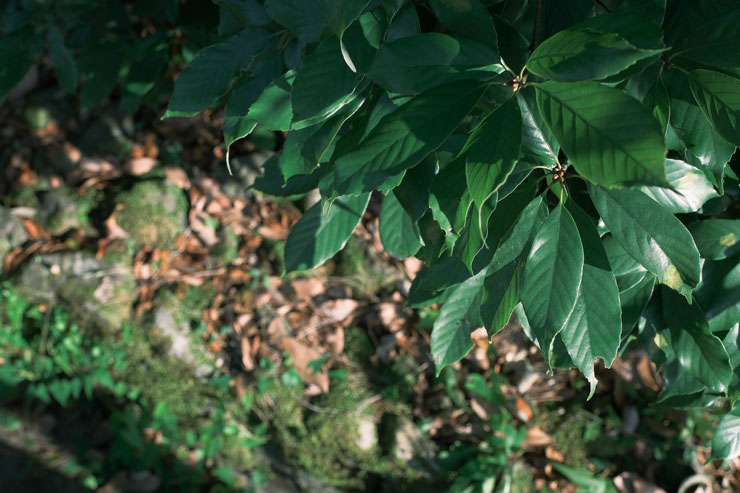 FUJIFILM（富士フイルム）X-H2S 作例1