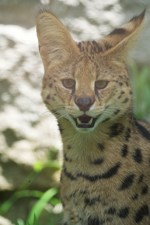 FUJIFILM（富士フイルム）X-H2 被写体認識AF作例