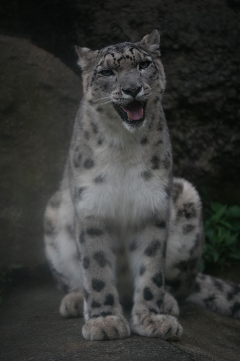 TAMRON（タムロン）50-400mm F/4.5-6.3 Di III VC VXD 作例7