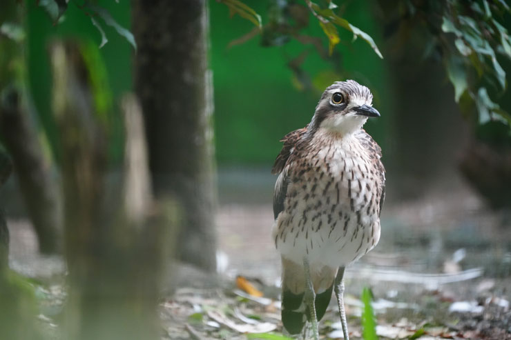 TAMRON（タムロン）50-400mm F/4.5-6.3 Di III VC VXD 作例8