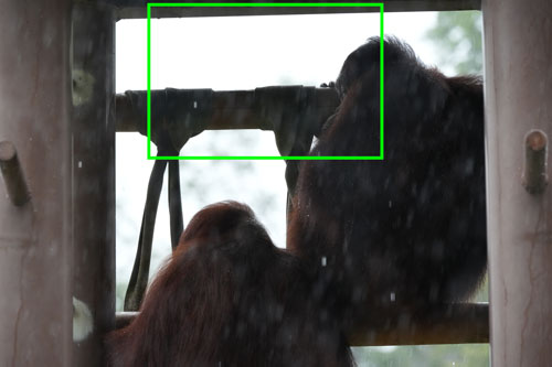 TAMRON（タムロン）50-400mm F/4.5-6.3 Di III VC VXD フリンジ作例拡大枠