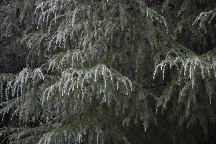 TAMRON（タムロン）50-400mm F/4.5-6.3 Di III VC VXD 作例2