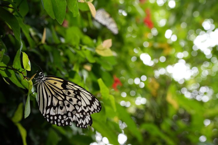 TAMRON（タムロン）50-400mm F/4.5-6.3 Di III VC VXD 作例3