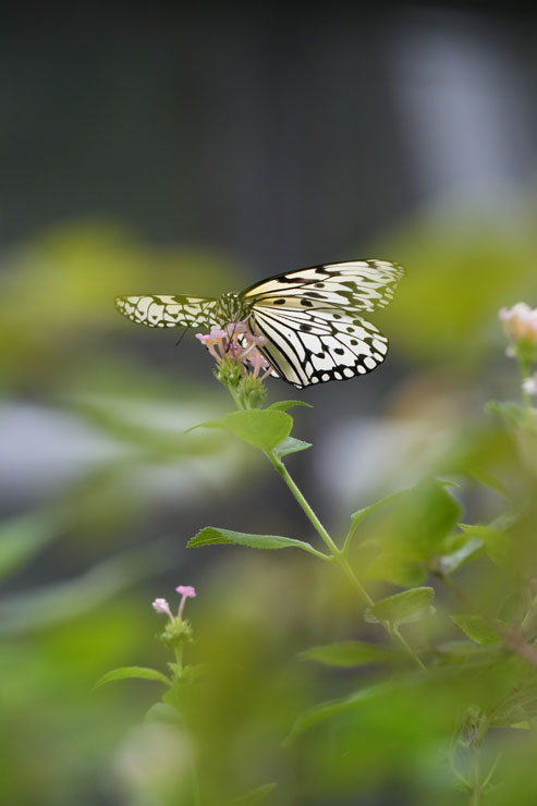 TAMRON（タムロン）50-400mm F/4.5-6.3 Di III VC VXD 作例4