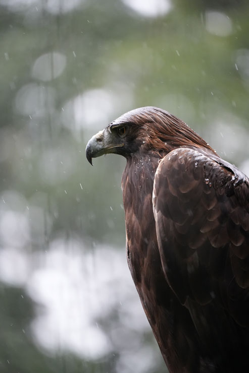 TAMRON（タムロン）50-400mm F/4.5-6.3 Di III VC VXD 作例5