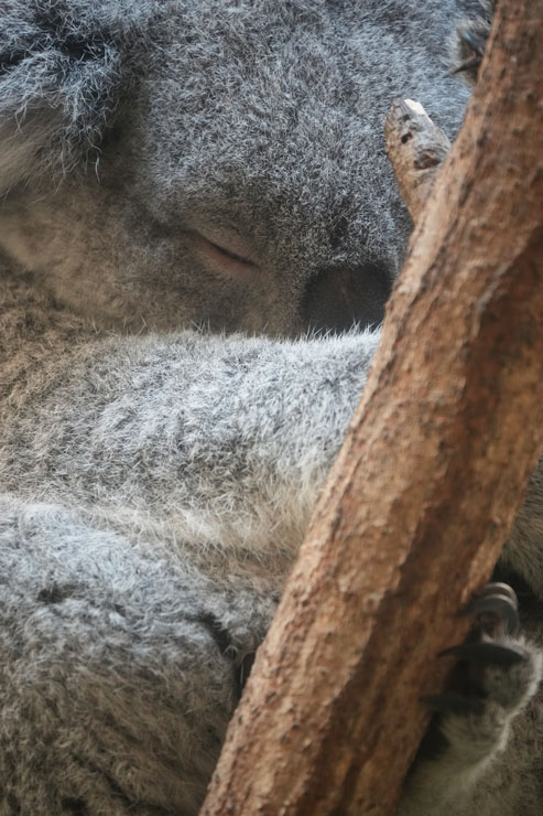 TAMRON（タムロン）50-400mm F/4.5-6.3 Di III VC VXD 作例6