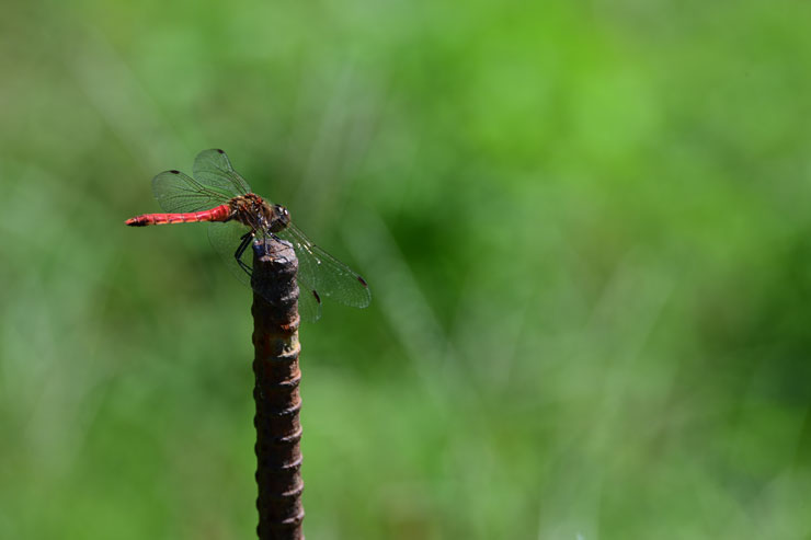 TAMRON（タムロン）70-300mm F/4.5-6.3 Di III RXD A047 ニコンZ用 作例7