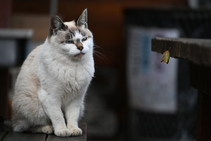 TAMRON（タムロン）70-300mm F/4.5-6.3 Di III RXD A047 ニコンZ用 作例8