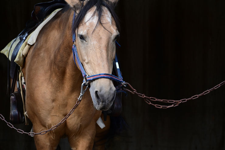 TAMRON（タムロン）70-300mm F/4.5-6.3 Di III RXD A047 ニコンZ用 作例9