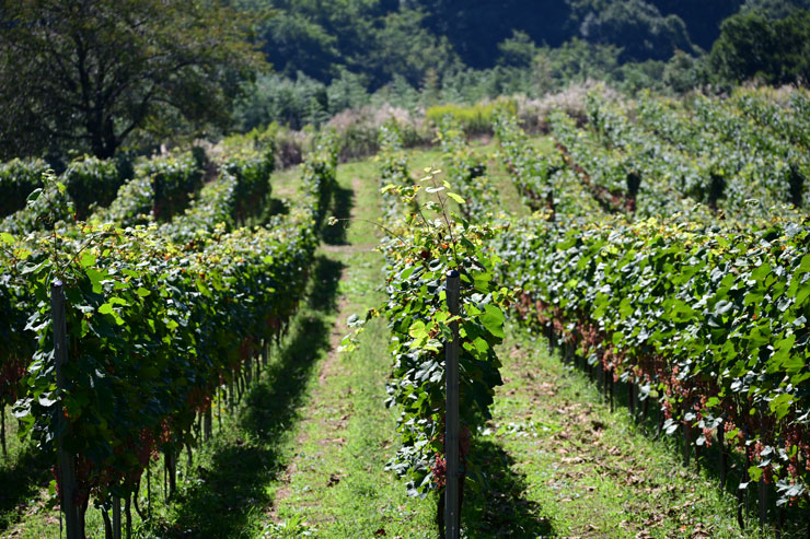 TAMRON（タムロン）70-300mm F/4.5-6.3 Di III RXD A047 ニコンZ用 作例5