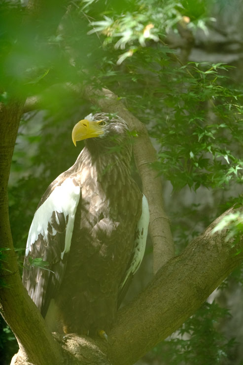 TAMRON（タムロン）150-500mm F/5-6.7 Di III VC VXD FUJIFILM Xマウント用 作例7