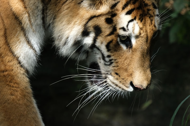 TAMRON（タムロン）150-500mm F/5-6.7 Di III VC VXD FUJIFILM Xマウント用 作例8