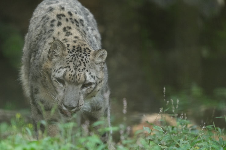 TAMRON（タムロン）150-500mm F/5-6.7 Di III VC VXD FUJIFILM Xマウント用 作例3