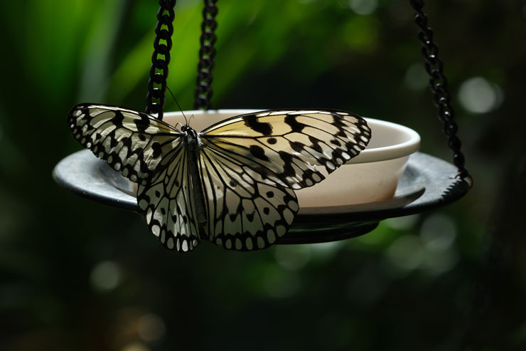 TAMRON（タムロン）150-500mm F/5-6.7 Di III VC VXD FUJIFILM Xマウント用 作例5