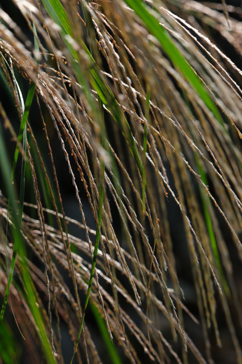 TAMRON（タムロン）150-500mm F/5-6.7 Di III VC VXD FUJIFILM Xマウント用 作例6