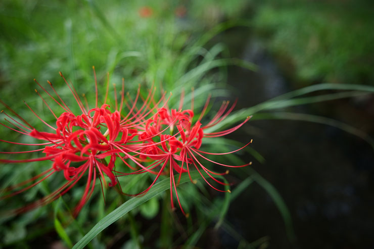 Panasonic（パナソニック）LUMIX S 18mm F1.8 S 作例1