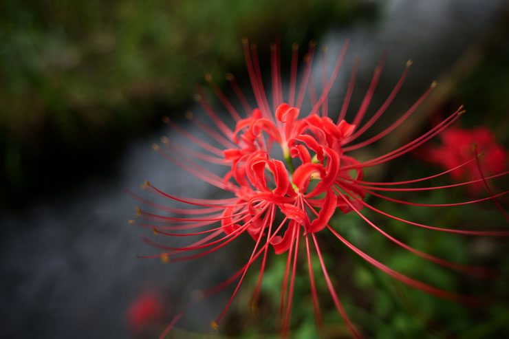 Panasonic（パナソニック）LUMIX S 18mm F1.8 S 作例6